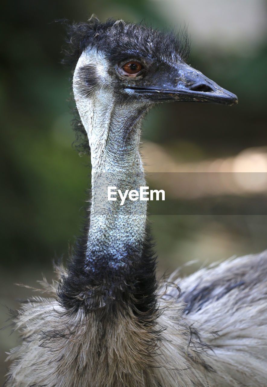 CLOSE-UP PORTRAIT OF BIRD