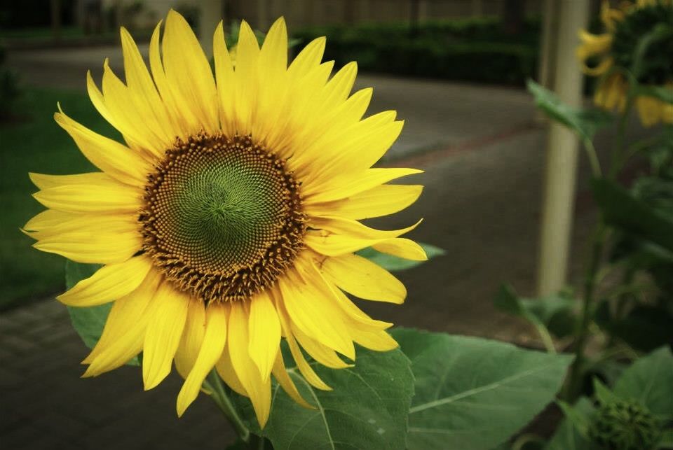 CLOSE-UP OF SUNFLOWER BLOOMING OUTDOORS
