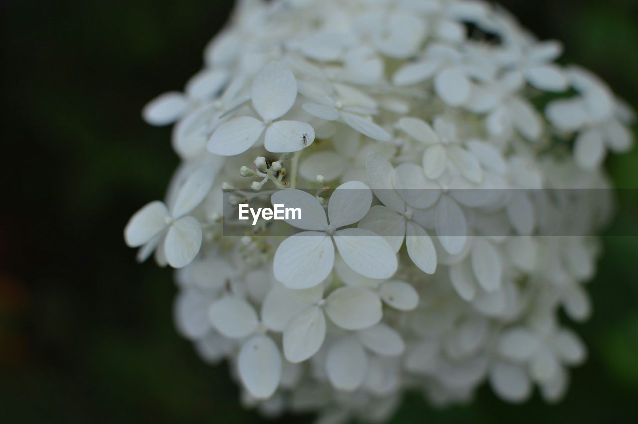 Close-up of wet white flowers