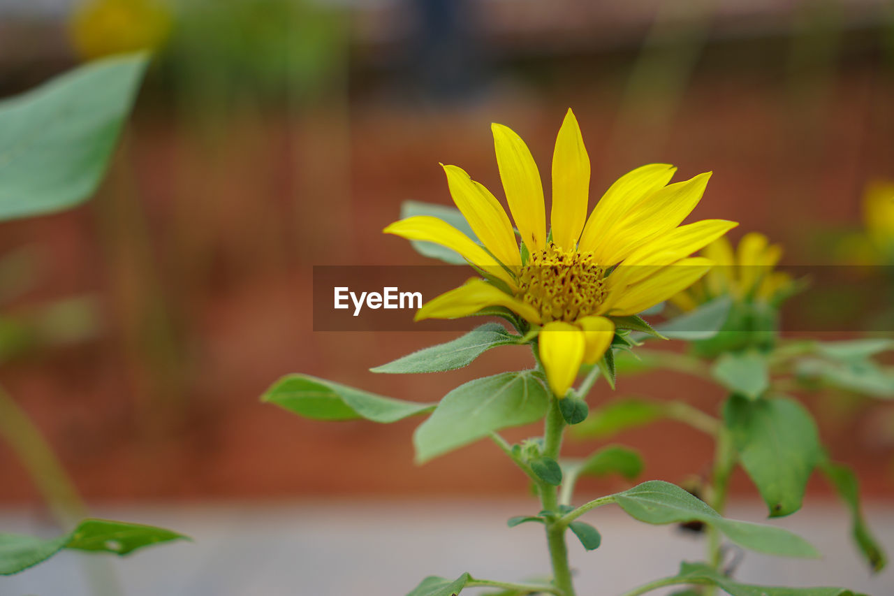 CLOSE-UP OF YELLOW FLOWERING PLANTS