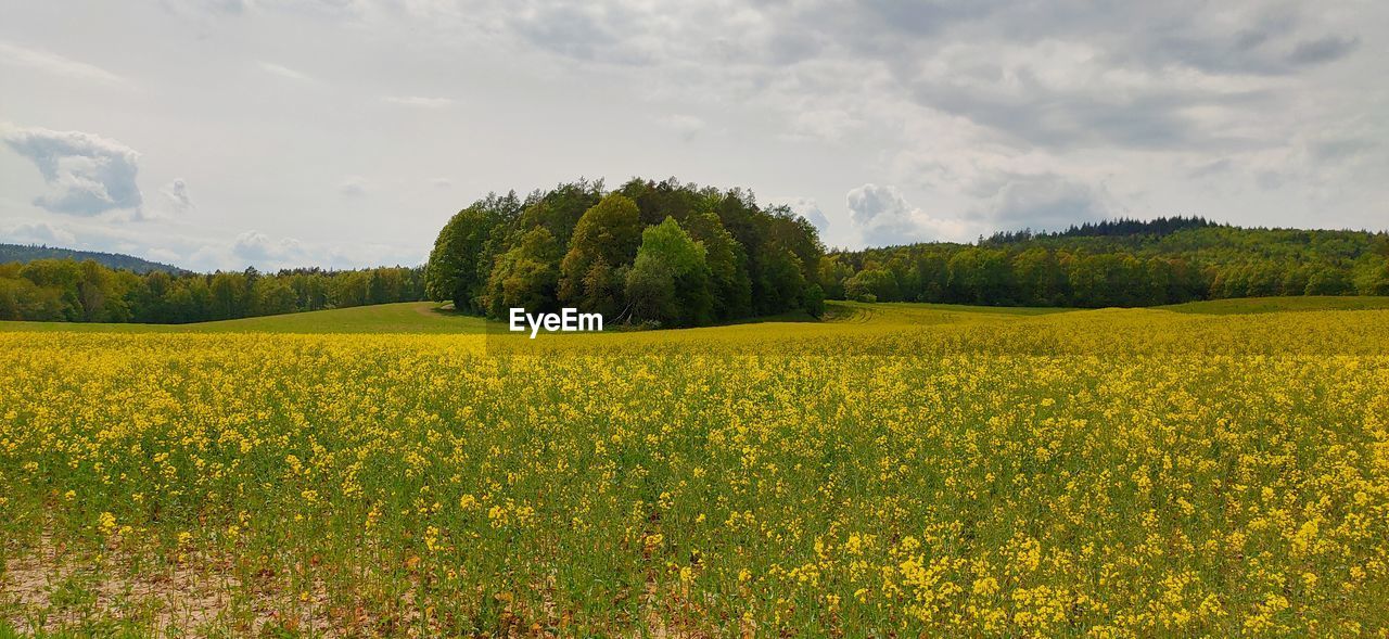 Scenic view of yellow flower field 