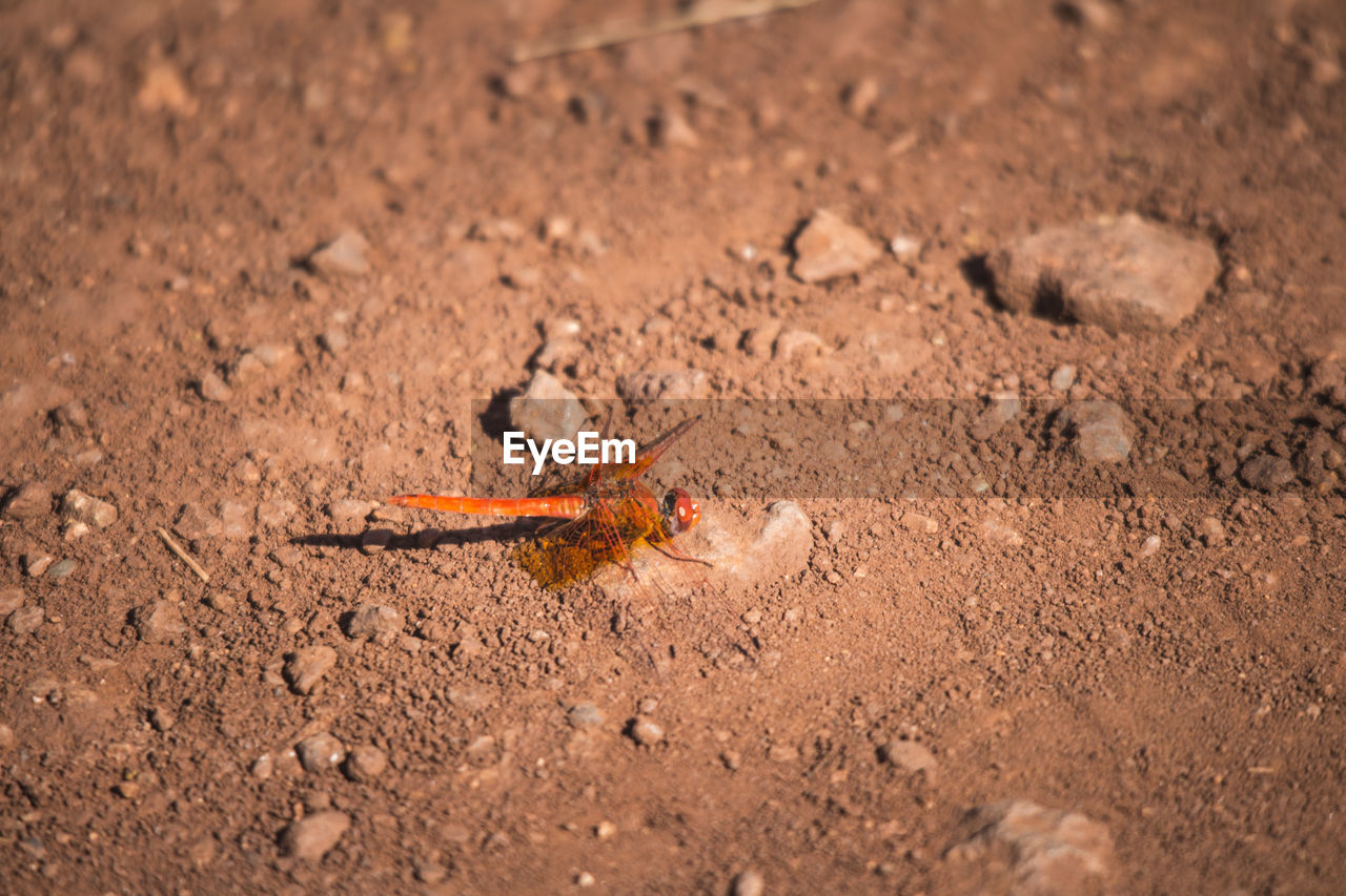 CLOSE-UP OF GRASSHOPPER