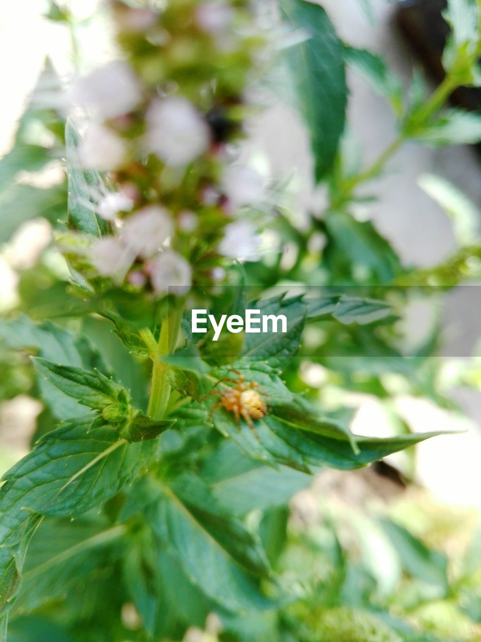 CLOSE-UP OF INSECTS ON PLANT