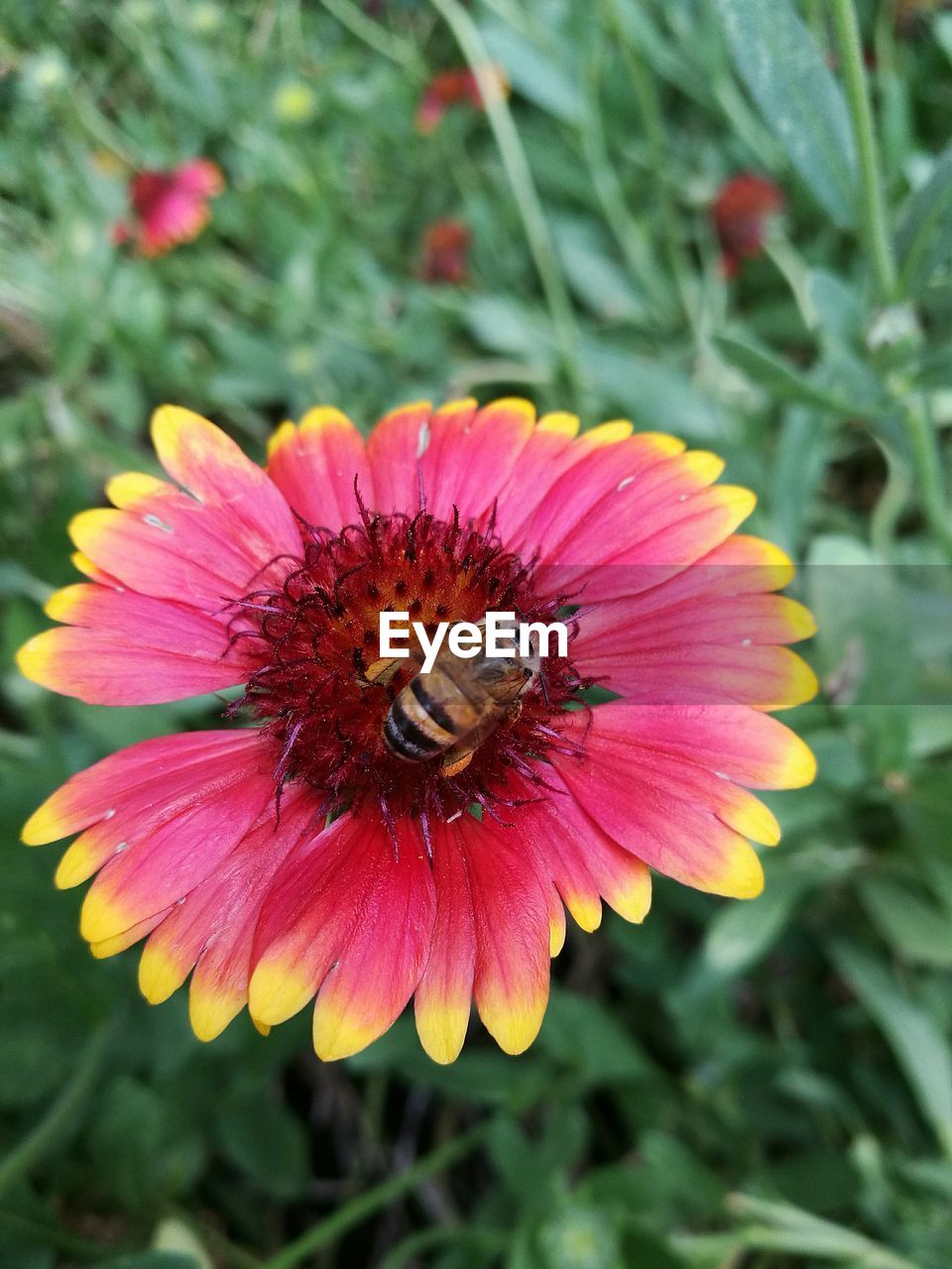 CLOSE-UP OF HONEY BEE ON CONEFLOWER