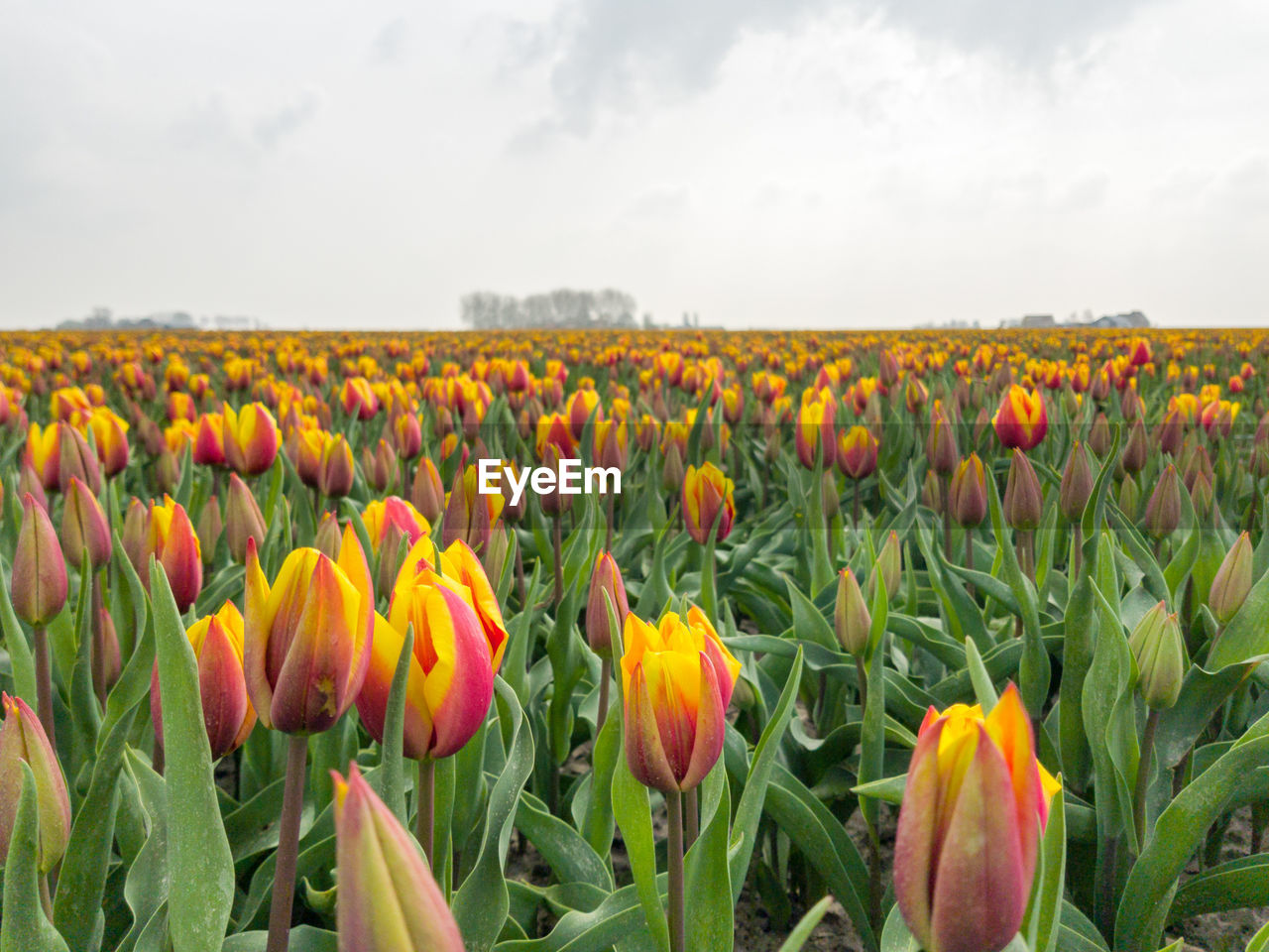 Close-up of yellow tulips growing on field