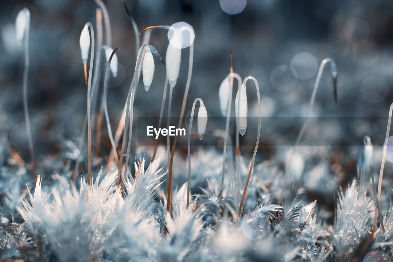 Close-up of snow on plants in field