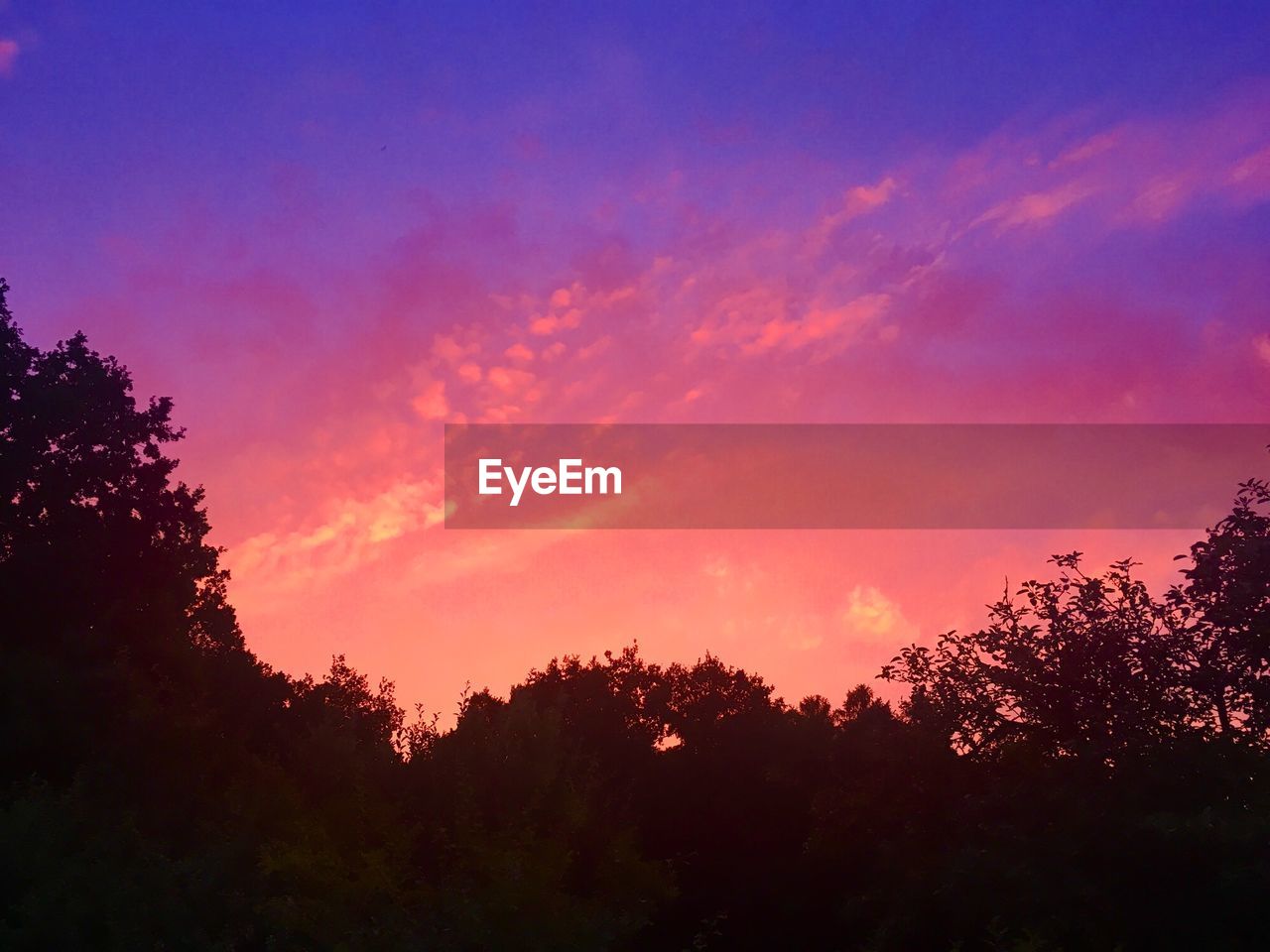 LOW ANGLE VIEW OF SILHOUETTE TREES AGAINST ORANGE SKY