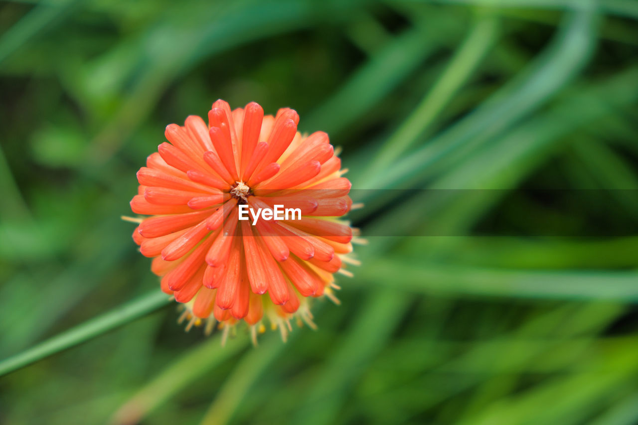 Close-up of red flower