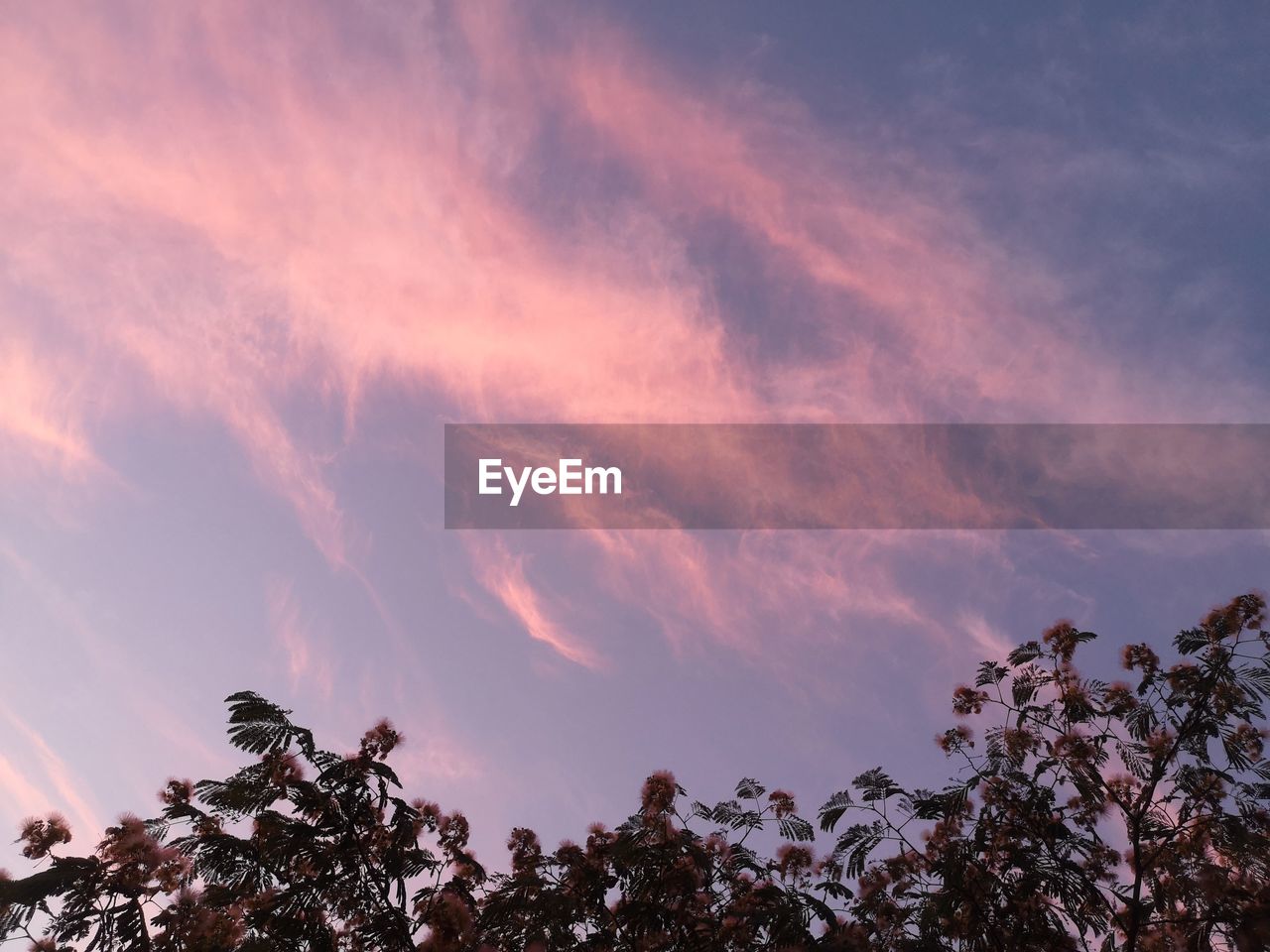 LOW ANGLE VIEW OF TREES AGAINST SKY