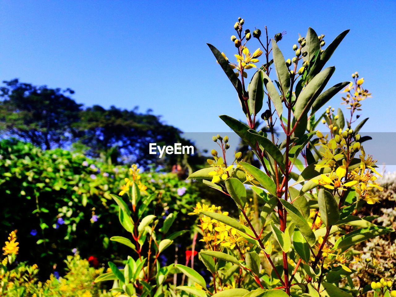 LOW ANGLE VIEW OF FLOWER TREE AGAINST CLEAR BLUE SKY