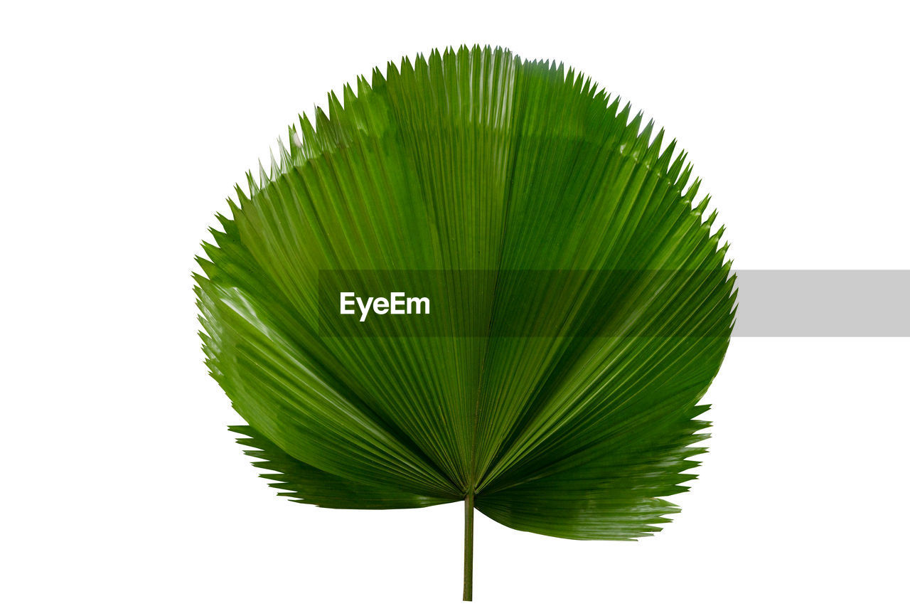 leaf, green, plant part, plant, tree, nature, palm tree, white background, cut out, no people, palm leaf, studio shot, tropical climate, close-up, beauty in nature, freshness, indoors