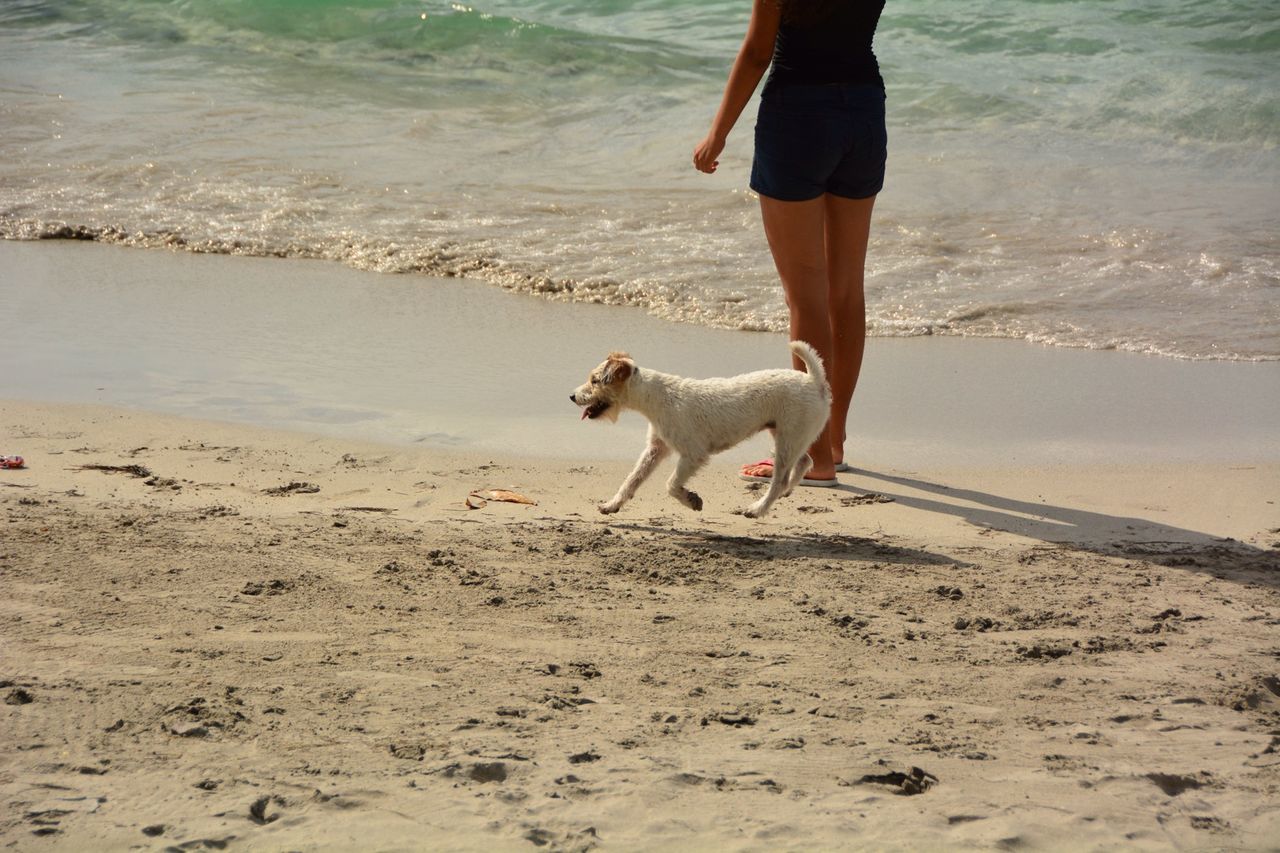 Low section of woman standing by fox terrier at beach