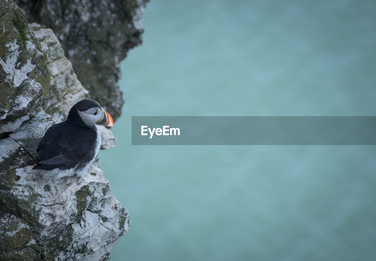 CLOSE-UP OF BIRD PERCHING ON ROCK AGAINST WATER