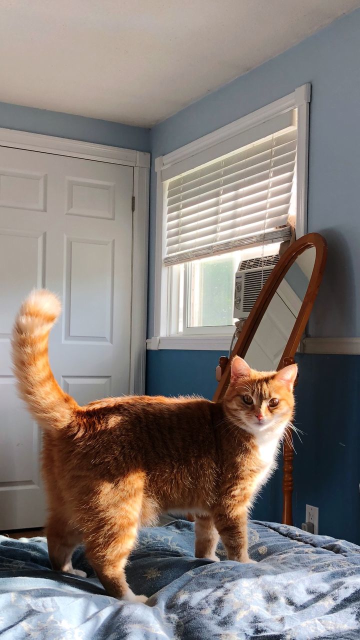 Cat looking through window at home