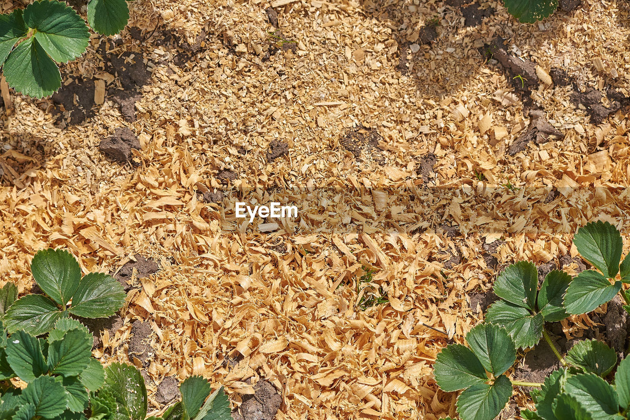 HIGH ANGLE VIEW OF FRESH PLANTS IN FIELD