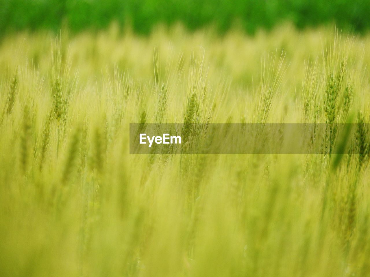 Full frame of wheat crop