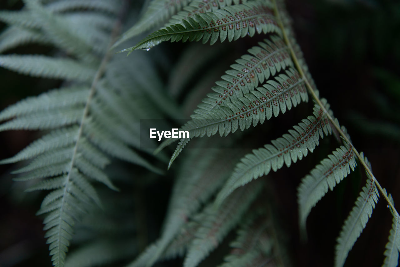 Close-up of leaves on tree