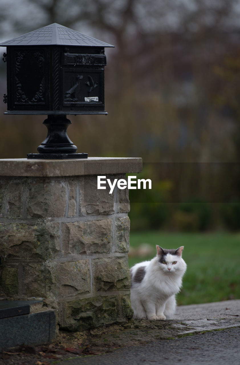 Cat on stone wall