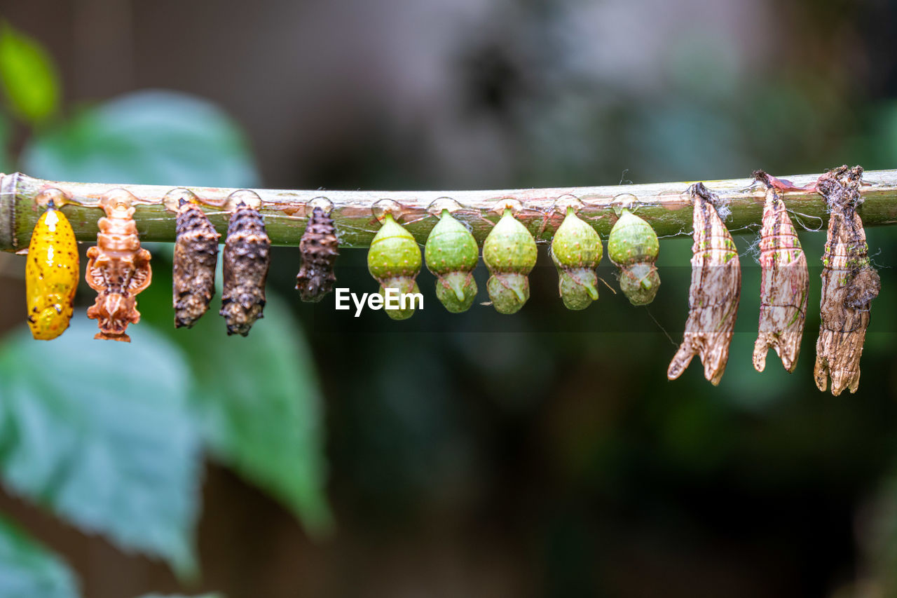 Close-up of silkworm drying on rope