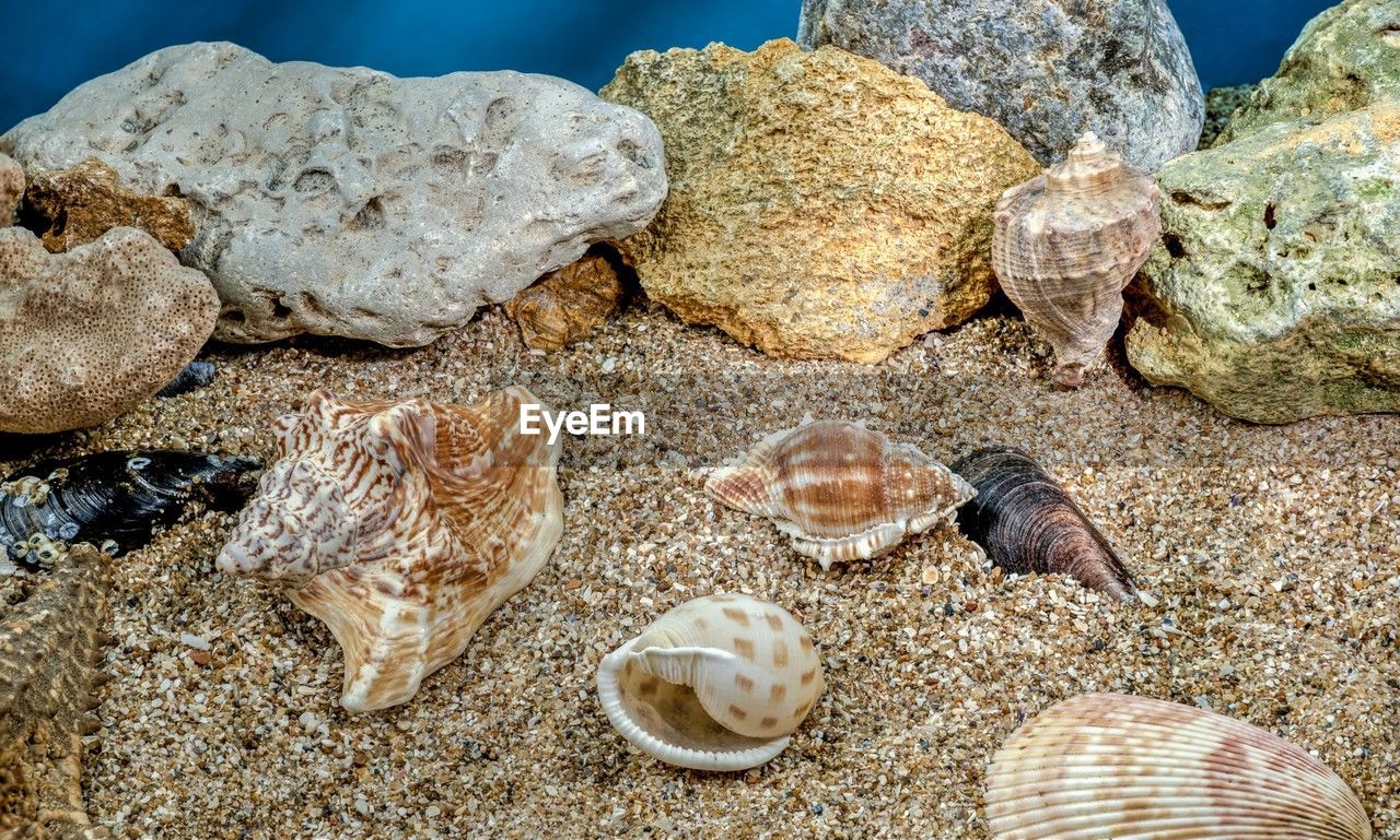 beach, animal wildlife, sea, shell, land, animal, nature, seashell, water, sea life, animal themes, wildlife, sand, rock, no people, animal shell, marine, marine biology, beauty in nature, underwater, cockle, group of animals, day, outdoors, high angle view, close-up, food, undersea, stone, clam, reef, coral, sunlight