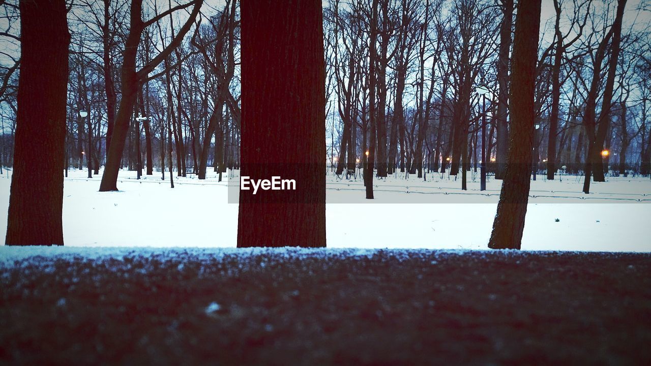 BARE TREES IN SNOW COVERED LANDSCAPE