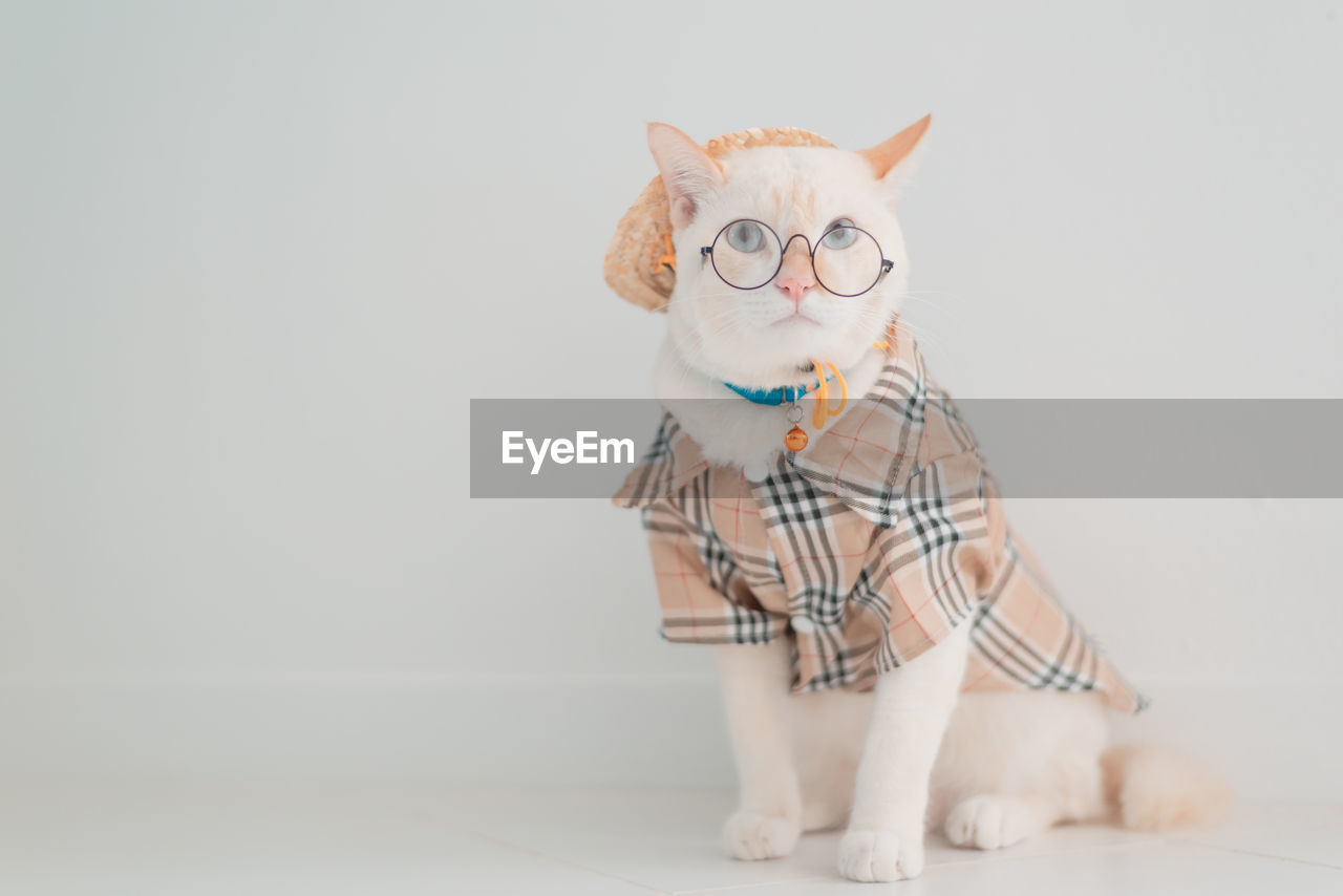 PORTRAIT OF A CAT ON WHITE BACKGROUND