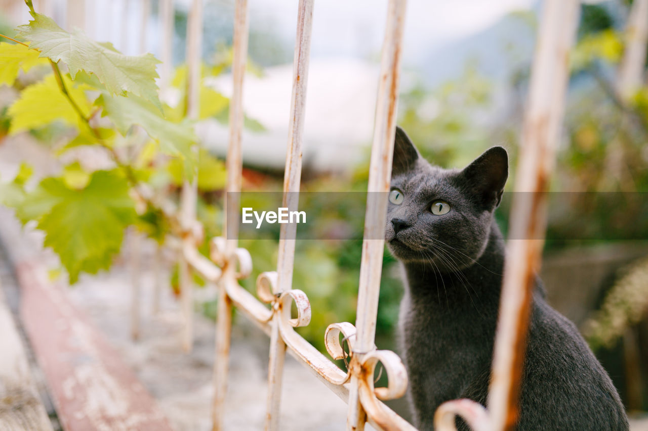 Close-up of cat looking away