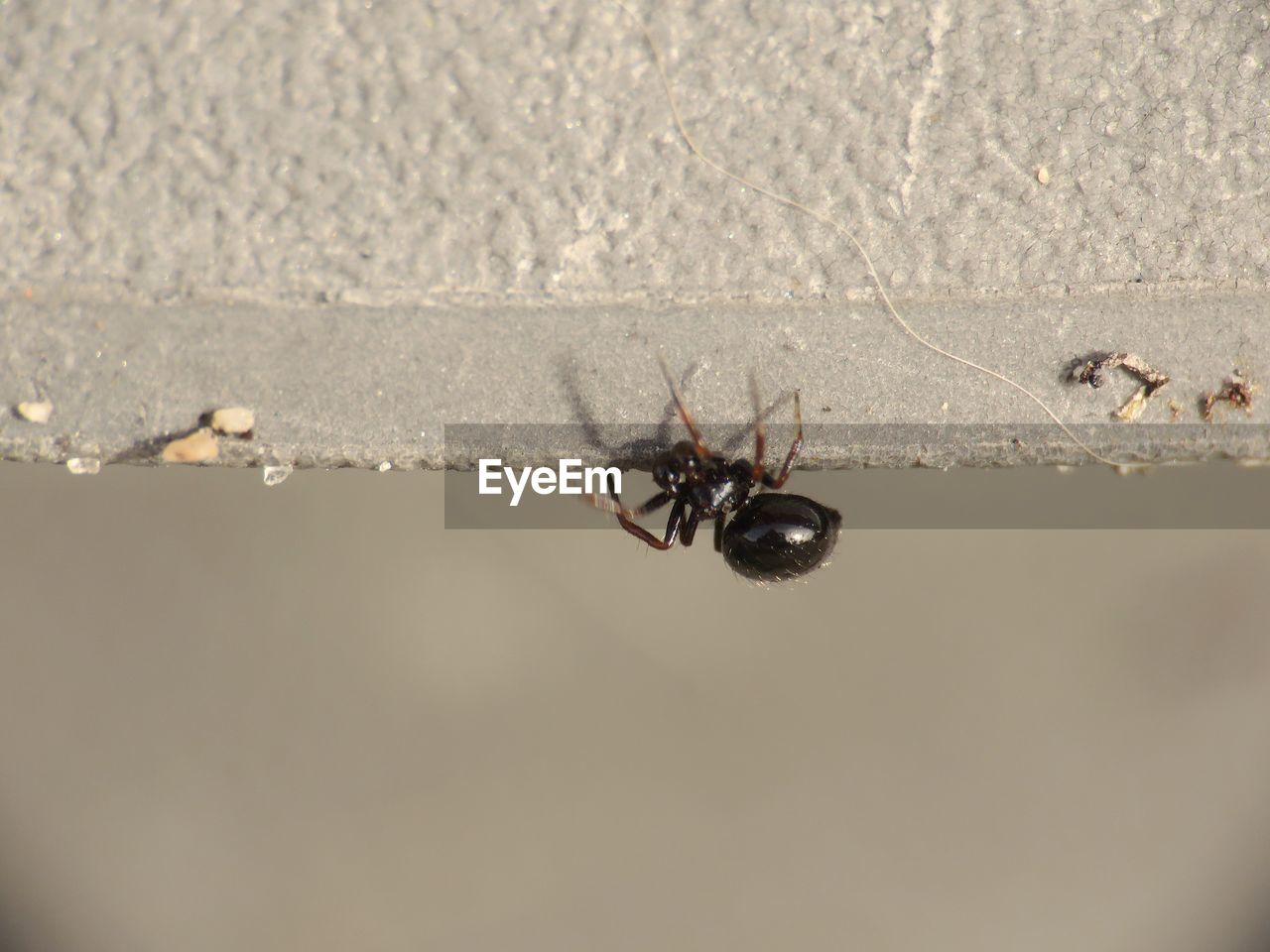 CLOSE-UP OF ANT ON SPIDER