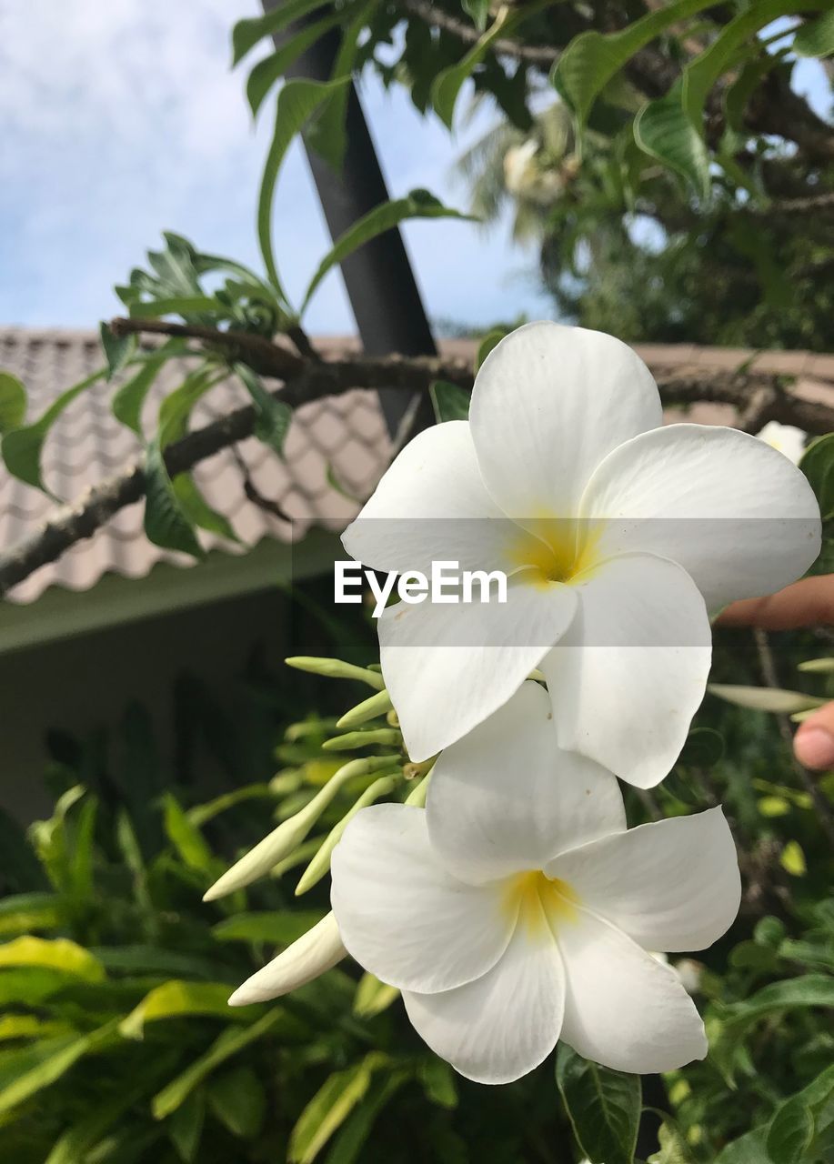Close-up of white flowering plant