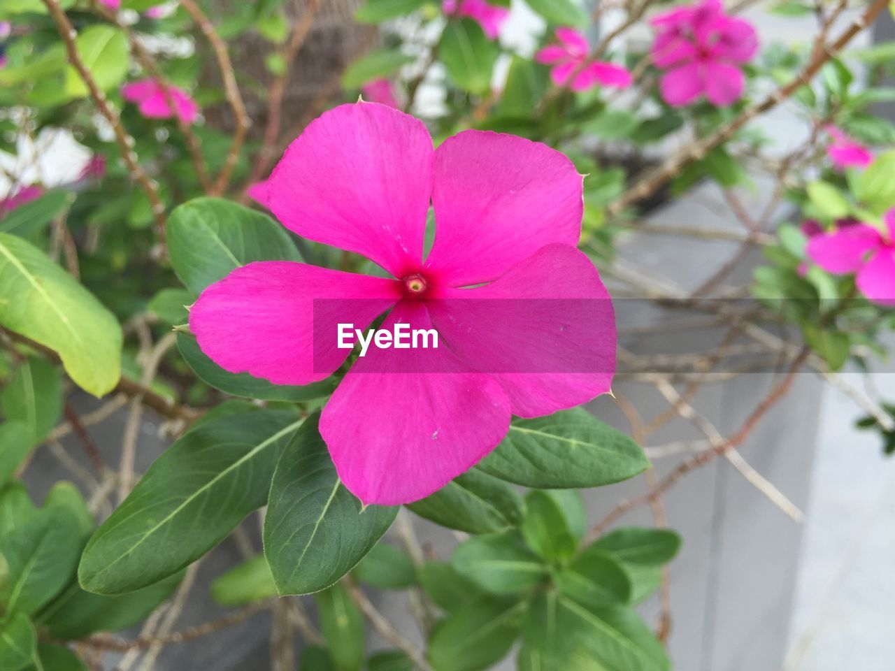 flower, pink color, growth, petal, fragility, flower head, beauty in nature, periwinkle, blooming, plant, day, nature, freshness, leaf, no people, outdoors, close-up, petunia