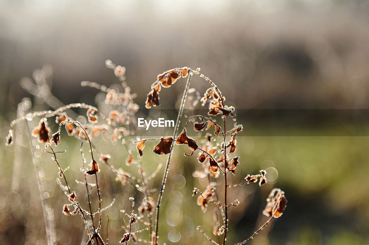 CLOSE-UP OF WILTED PLANT ON RAIN