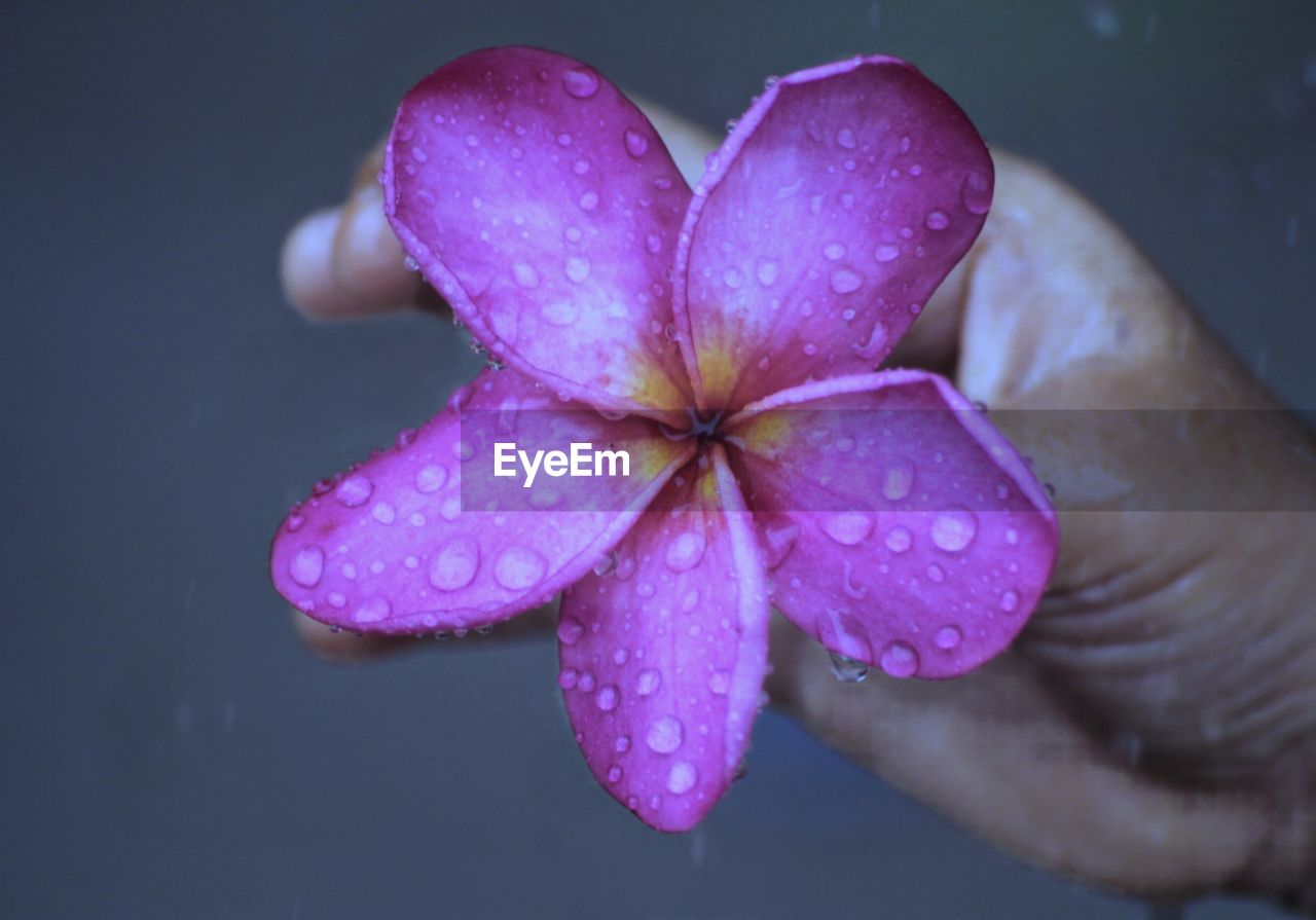 CLOSE-UP OF WET PINK ROSE FLOWER