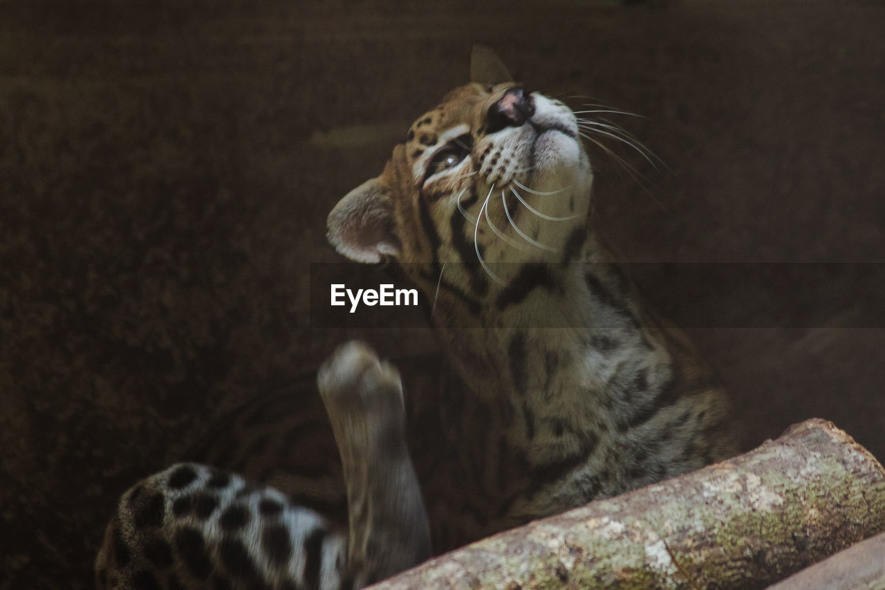 CLOSE-UP OF A CAT ON A ZOO