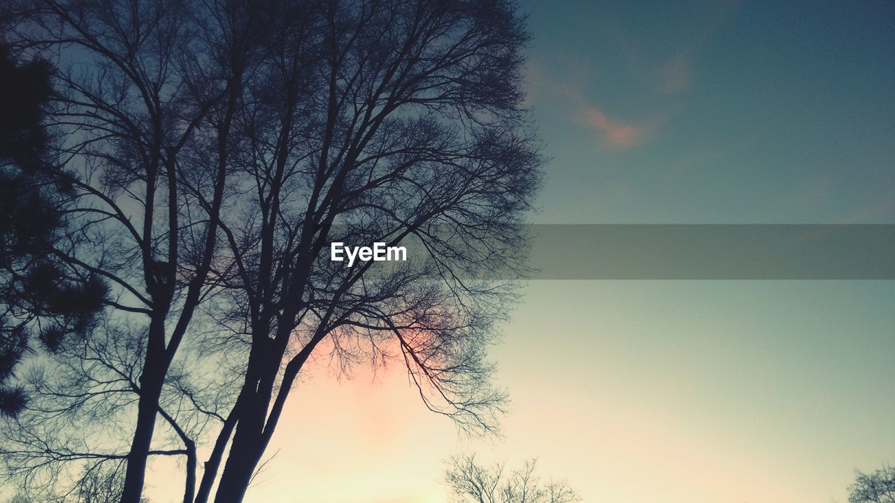 LOW ANGLE VIEW OF BARE TREES AGAINST SKY AT SUNSET