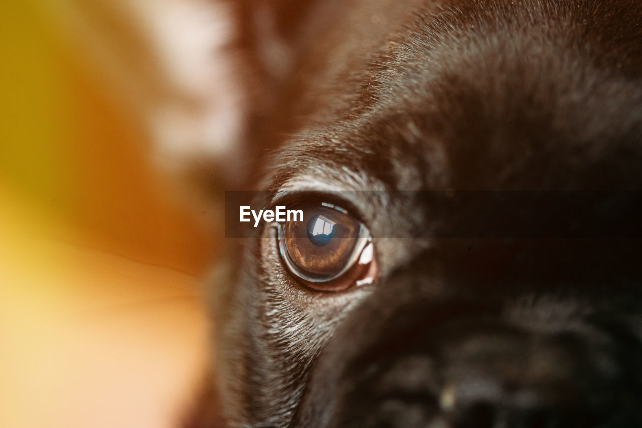 close-up portrait of pug