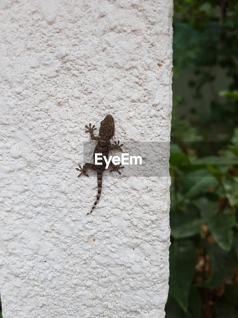 CLOSE-UP OF INSECT ON WALL