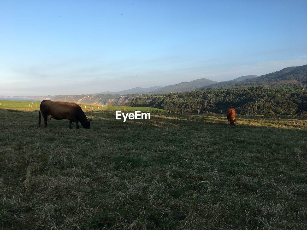 COWS GRAZING ON FIELD