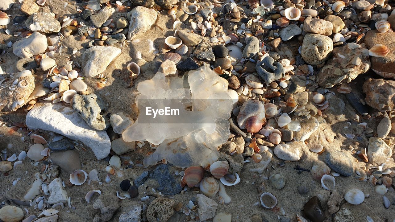 rock, nature, land, day, no people, high angle view, stone, beach, sunlight, outdoors, water, full frame, pebble, backgrounds, large group of objects, shell, soil, leaf, seashell, abundance, close-up, geology, sand, tranquility, wet, animal wildlife, beauty in nature, sea