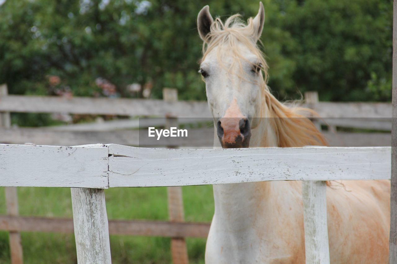 Close-up of horse on wood