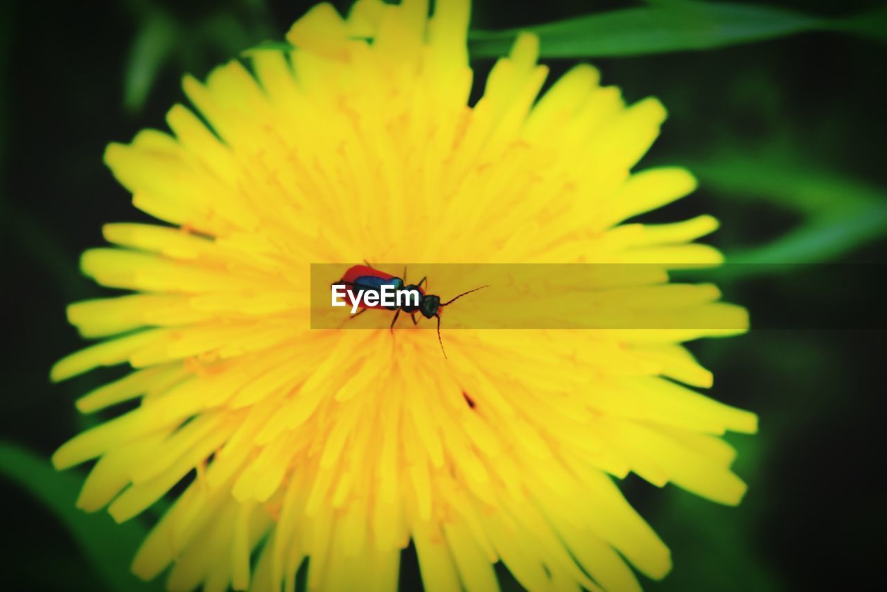 CLOSE-UP OF HONEY BEE POLLINATING YELLOW FLOWER