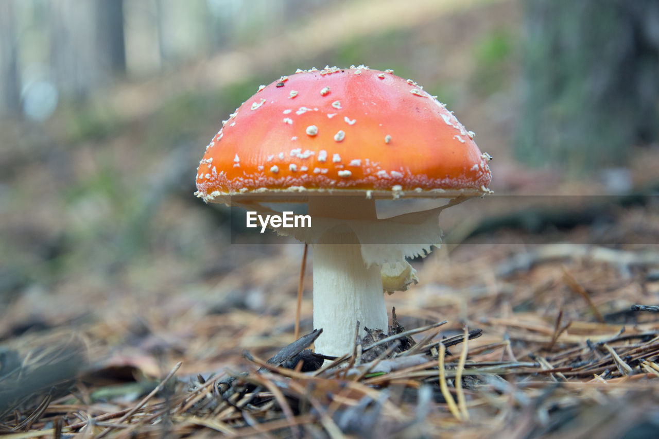 Close-up of mushroom on field