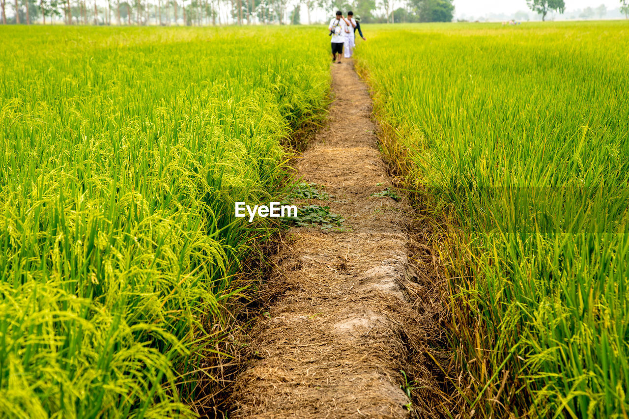 REAR VIEW OF MAN WALKING IN FIELD