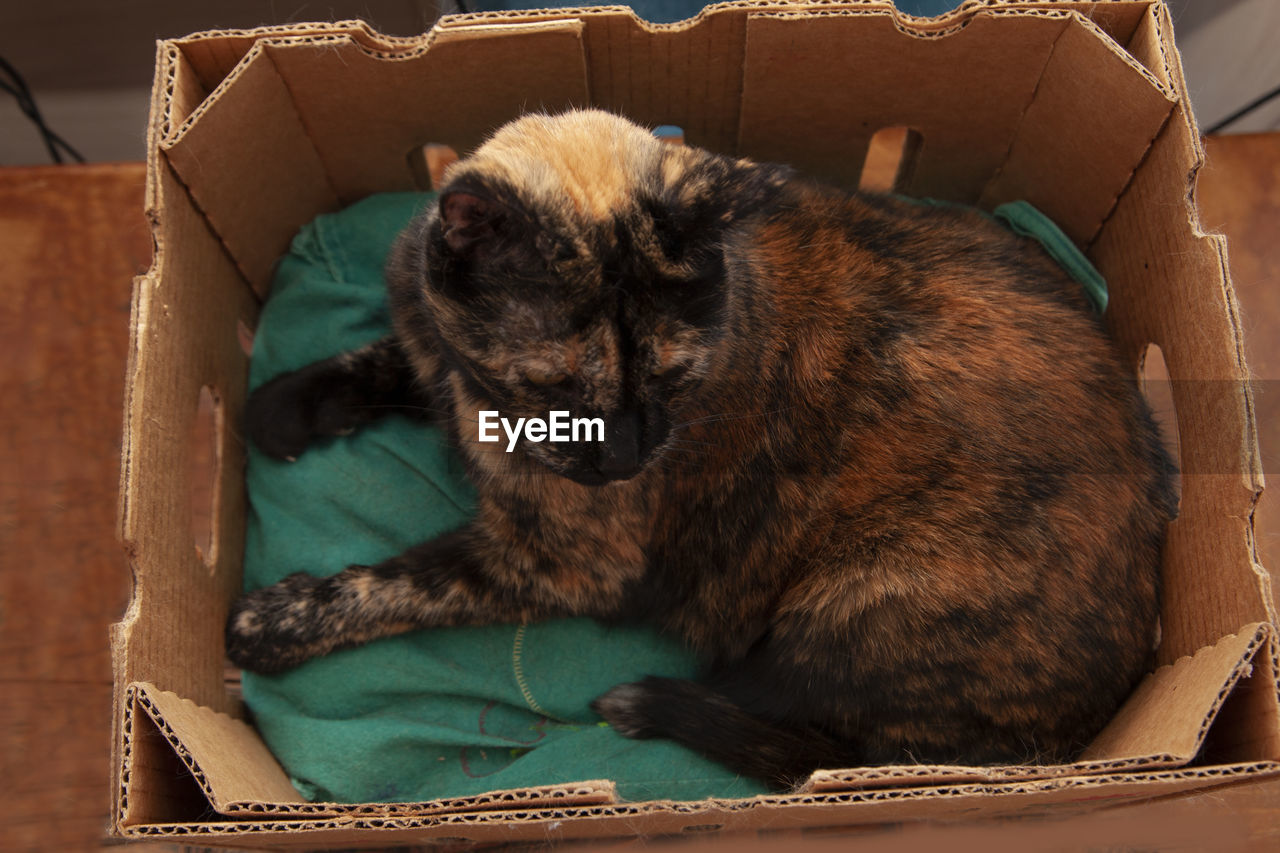 CAT RESTING IN A BOX