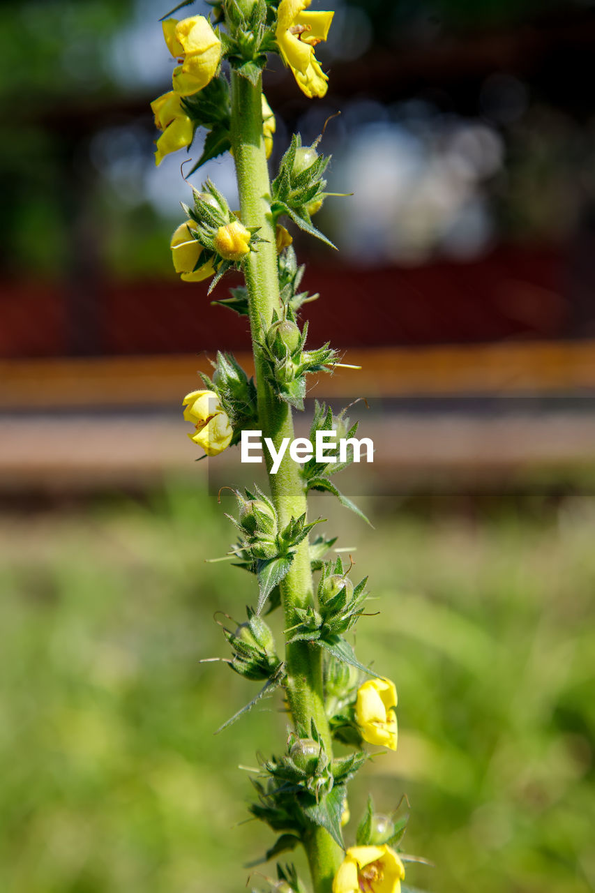 plant, flower, yellow, flowering plant, nature, growth, freshness, beauty in nature, focus on foreground, close-up, no people, wildflower, food, food and drink, green, outdoors, day, fragility, plant part, agriculture, leaf, vegetable