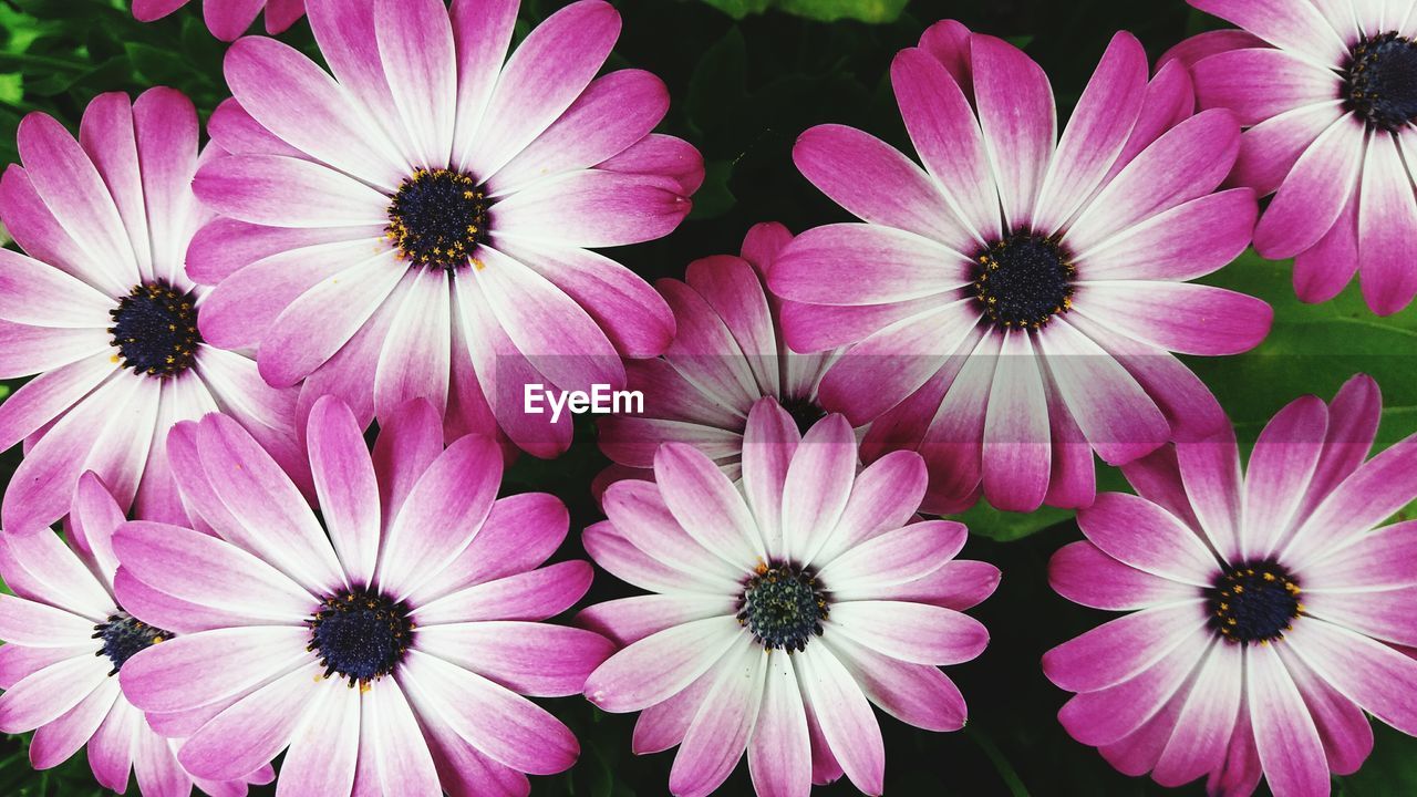 Close-up of pink flowers