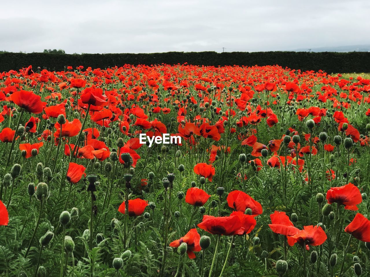 RED POPPY FLOWERS GROWING ON FIELD