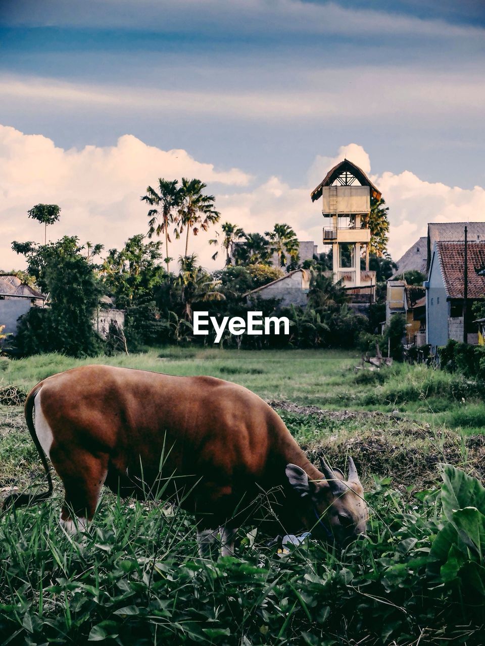 Side view of cow grazing on landscape