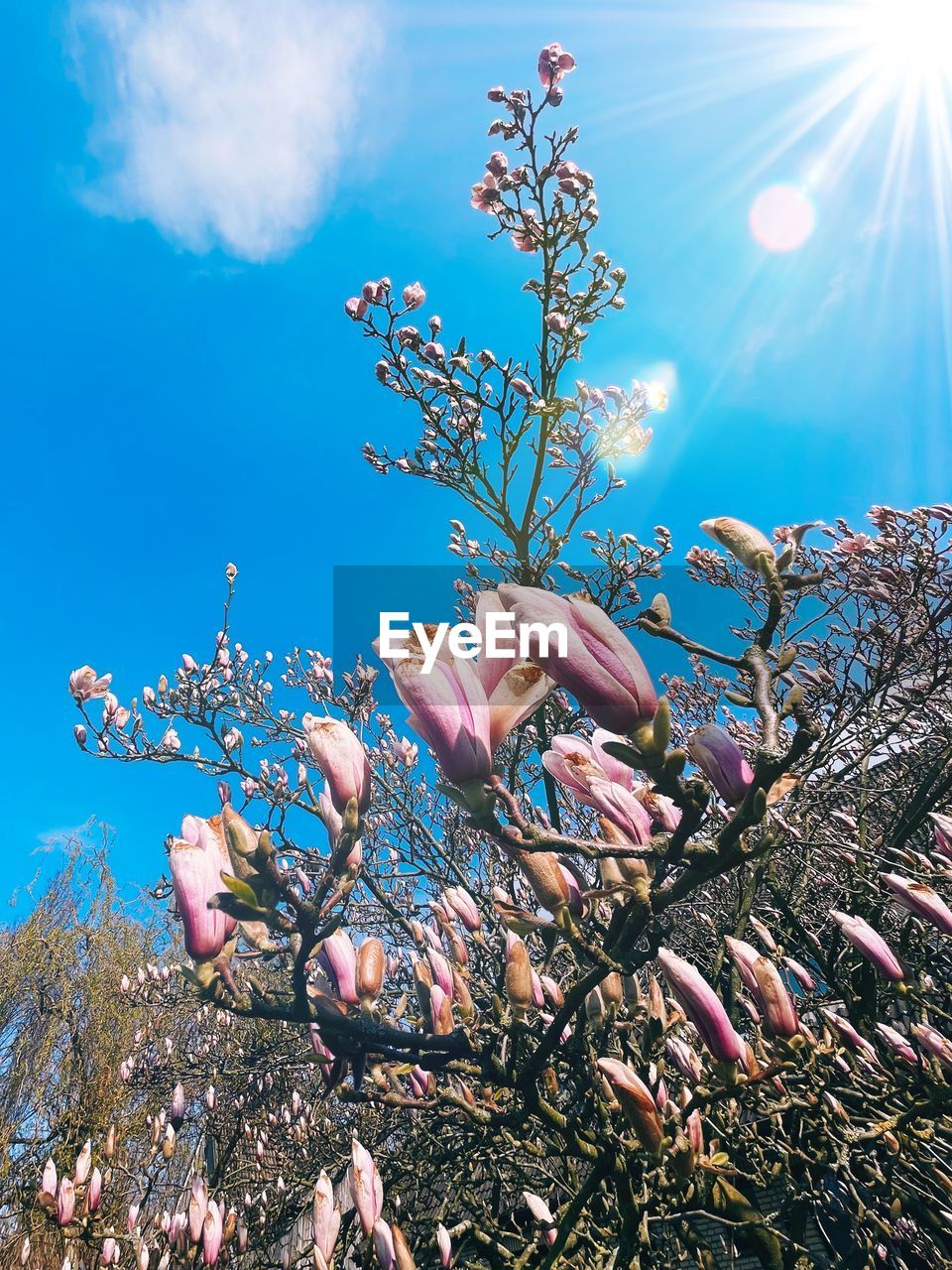 LOW ANGLE VIEW OF PINK FLOWERING PLANT AGAINST BLUE SKY