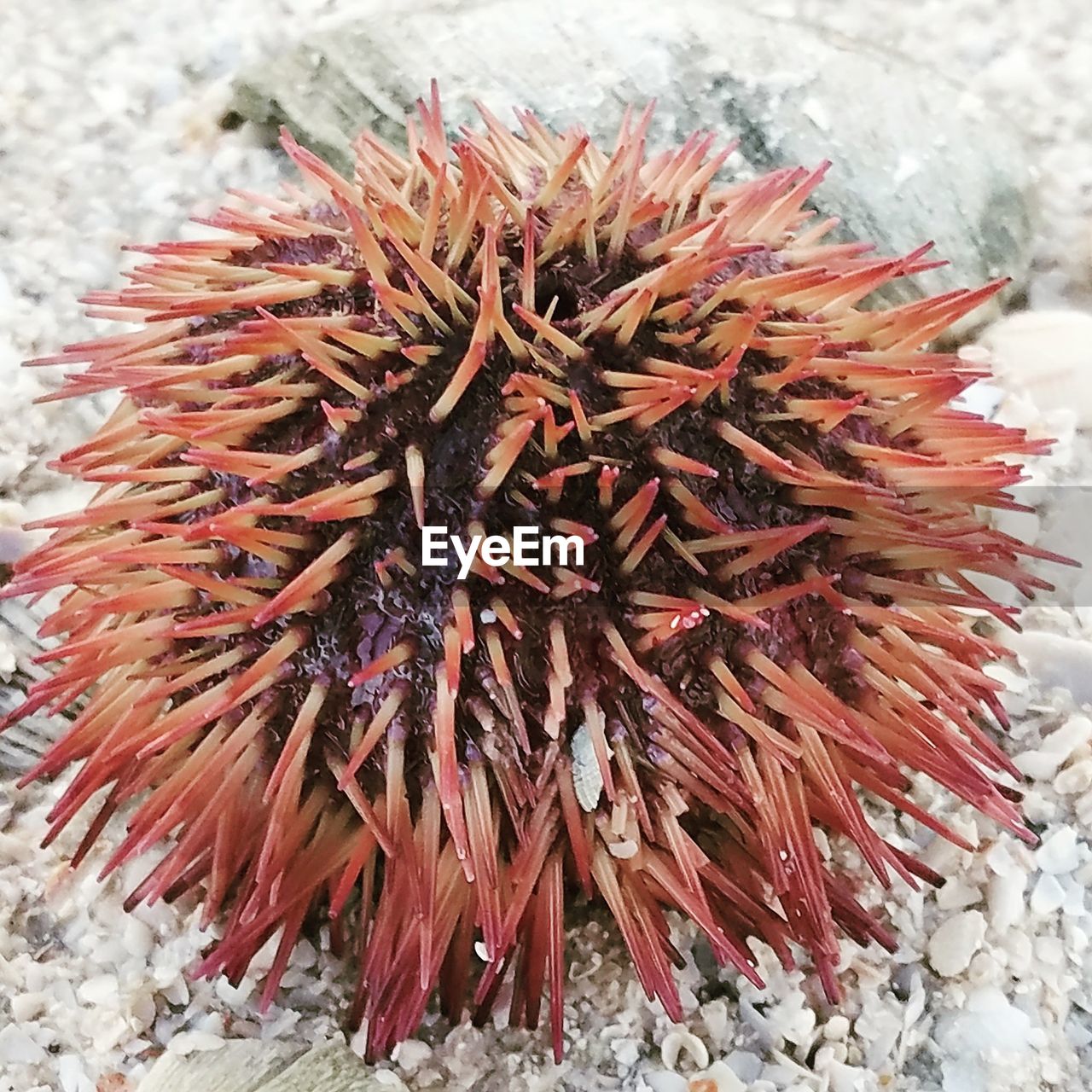 HIGH ANGLE VIEW OF FLOWER