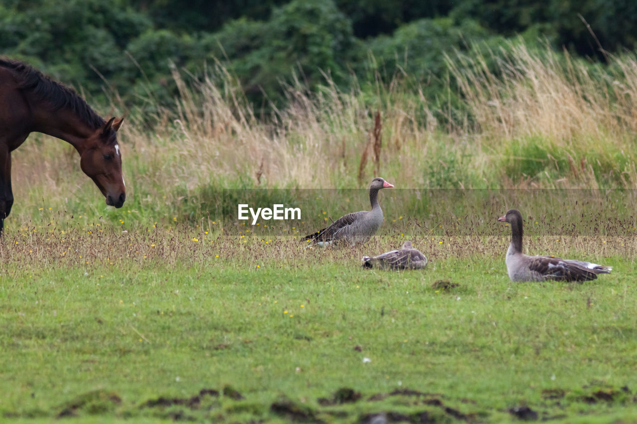 GEESE ON FIELD